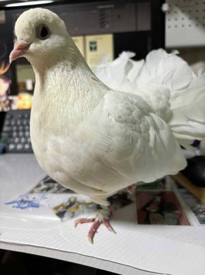 「大きすぎるでしょ」「指突っ込みたい」　ハトのギャップがすごい写真がこちら！