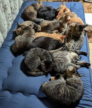 飼い主が敷布団を新調すると…　嘆いたワケに「むしろ幸せ」「混ざりたい」