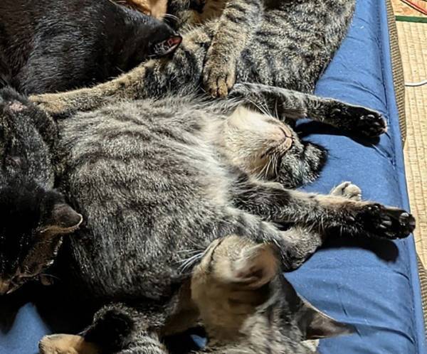 飼い主が敷布団を新調すると…　嘆いたワケに「むしろ幸せ」「混ざりたい」