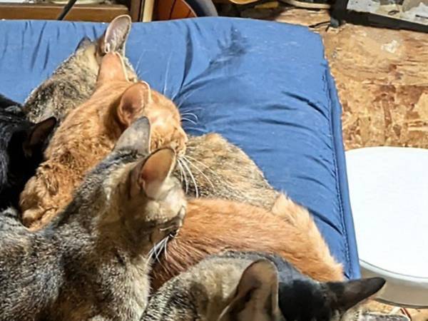 飼い主が敷布団を新調すると…　嘆いたワケに「むしろ幸せ」「混ざりたい」