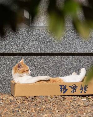 砂利の上に置かれたダンボール　その上にいるのは…