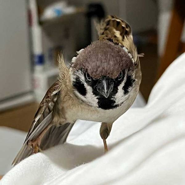 まるで猛禽類　かっこよすぎるスズメの写真がこちら！