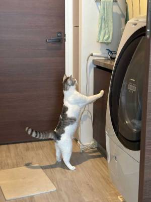 猫がもう１匹います…　写真に「本当だ！」「コレはすごい」