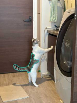 猫がもう１匹います…　写真に「本当だ！」「コレはすごい」