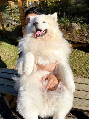 ドッグランで遊んだサモエド　疲れ切った１枚に「大きな赤ちゃん」「これは許しちゃう」