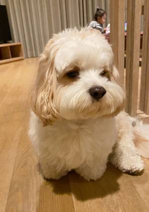 「分かりやすくてむしろイイ」　旅行中の愛犬の表情が？