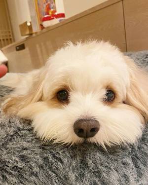 「分かりやすくてむしろイイ」　旅行中の愛犬の表情が？