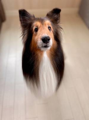 こちらを見つめる愛犬、足元をみると…　「浮いてる？」「涙出るほど笑った」