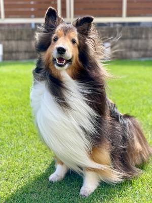 こちらを見つめる愛犬、足元をみると…　「浮いてる？」「涙出るほど笑った」