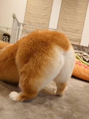 トリミングをしたコーギー　直後の１枚に「最高っす！」「かぶりつきたい」