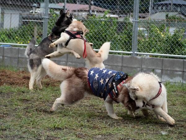 犬の写真