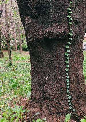 木に生えた葉っぱを見た６歳児が、いった言葉に「天才かよ」「詩人みたい」