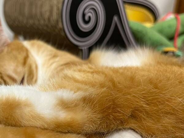 スヤスヤと眠る猫が？　寝方に「安心するよね」「分かる」