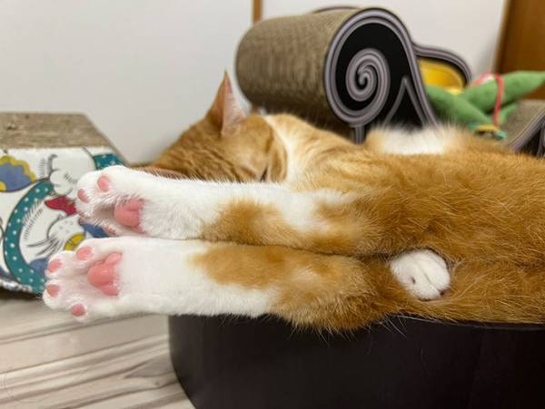 スヤスヤと眠る猫が？　寝方に「安心するよね」「分かる」