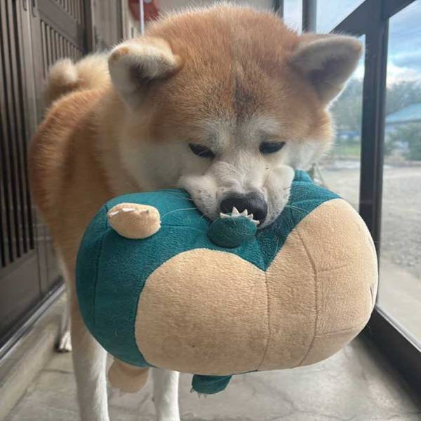 あどけなさの残る秋田犬　２年後の姿が？「まんま成長したね」