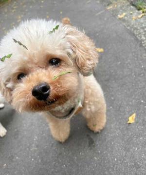 愛犬が衝撃の姿に…！　理由に「あら～！」「仕方ない」