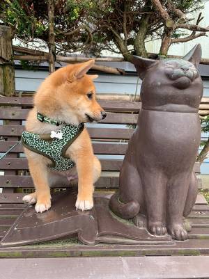 銅像の隣で、ちょこんと座る子犬　３年経ったら…？