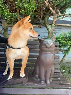 銅像の隣で、ちょこんと座る子犬　３年経ったら…？