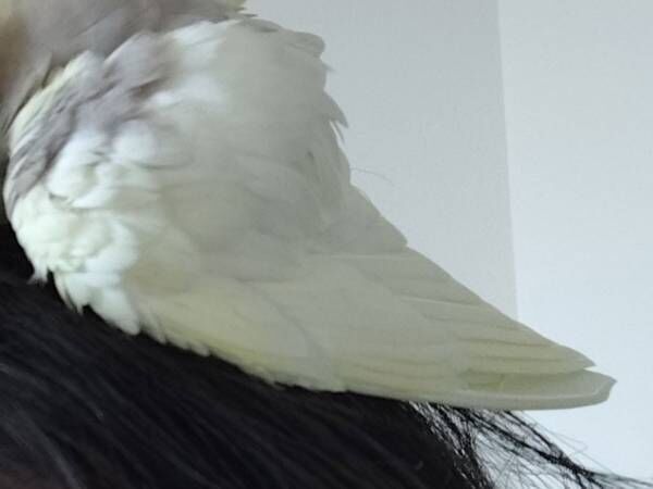 「行かないで～」　飼い主と離れたくないオカメインコ　次の行動が…？