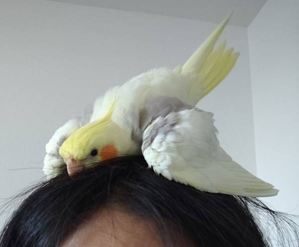 「行かないで～」　飼い主と離れたくないオカメインコ　次の行動が…？