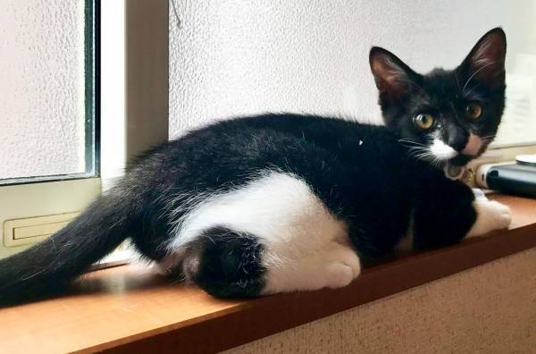 『おにぎりくん』が…？　１枚に「ハッ！」「海苔なしだ」