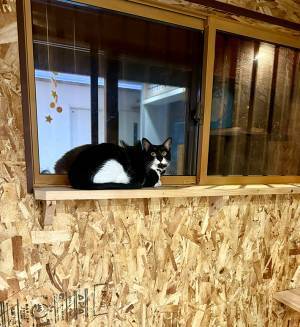 『おにぎりくん』が…？　１枚に「ハッ！」「海苔なしだ」