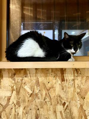 『おにぎりくん』が…？　１枚に「ハッ！」「海苔なしだ」