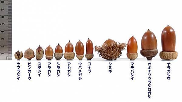 リアルすぎる『どんぐりの背比べ』　まさかの結果に「初めて知った」「すごい」
