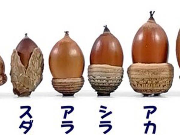 リアルすぎる『どんぐりの背比べ』　まさかの結果に「初めて知った」「すごい」