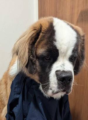 「え？同じ犬！？」　数日の変化に「何があったのー！」「落差がヤバい」