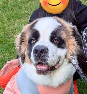 「え？同じ犬！？」　数日の変化に「何があったのー！」「落差がヤバい」