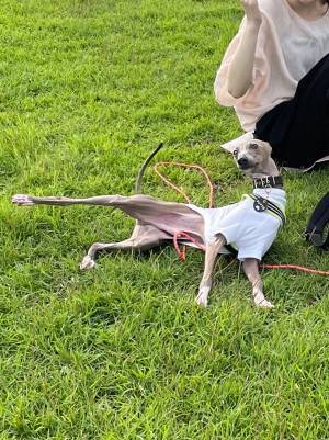 「犬界のトップモデル」「すごい美脚」　自分の魅せ方を理解している犬が、こちら