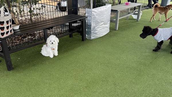 初めてドッグランに来た犬　見せた姿に「なんて顔するの」「思わず叫んだ」