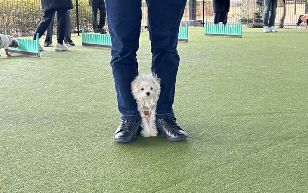 初めてドッグランに来た犬　見せた姿に「なんて顔するの」「思わず叫んだ」