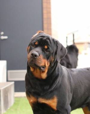 小学生男子「ブルドッグだ！」　犬種を間違えられた時、犬の表情が？