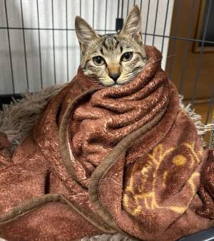 スイーツにそっくり！　毛布に包まれる猫に「キメ顔が最高」「すごい誇らしげ」