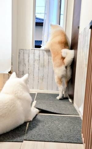 秋田犬の写真