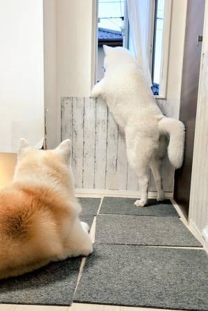 警備してる…　２匹の行動に「笑った」「ホワイト企業かよ」