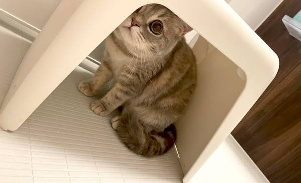 『ネコハラ』によりお風呂をキャンセル…　１枚に「これは無理」「押し退けるのが辛い」