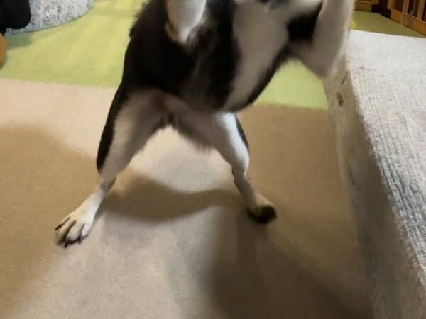 おやつが欲しい柴犬　偶然撮れた１枚に「勝てる気がしない」「朝からかわいい」