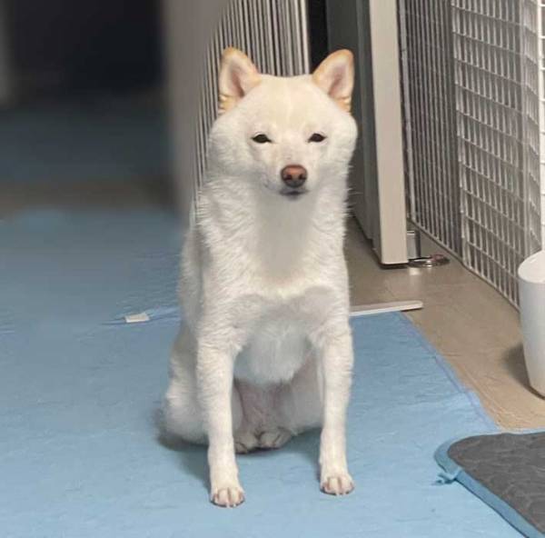 優しい顔の犬　足元を見ると？「爆笑」「じわじわくる」　７万いいねのワケが…