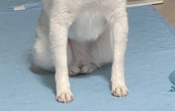 優しい顔の犬　足元を見ると？「爆笑」「じわじわくる」　７万いいねのワケが…