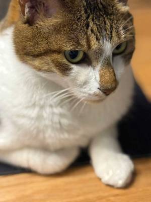 仕事関係の人にLINEで…　猫の悪行に「呼吸困難になった」「これは絶叫する」