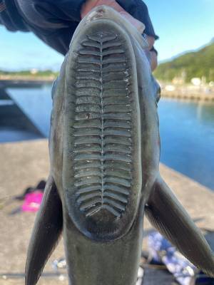 「靴の裏かと思った」「ブサカワ…」　西表島で釣れたものに注目集まる