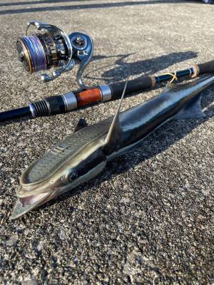 「靴の裏かと思った」「ブサカワ…」　西表島で釣れたものに注目集まる