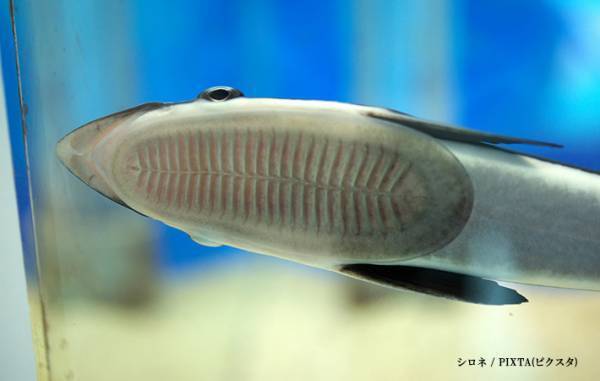 「靴の裏かと思った」「ブサカワ…」　西表島で釣れたものに注目集まる