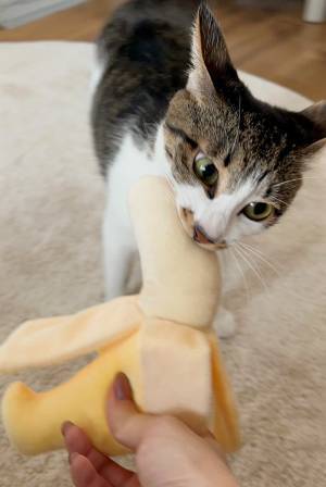 『スリコ』の商品に猫が夢中？　「本物かと思った」「びっくり」