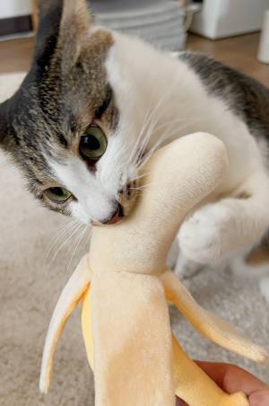 『スリコ』の商品に猫が夢中？　「本物かと思った」「びっくり」