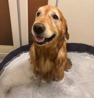 「あぁぁ…」「まさに悲劇」　散歩中の愛犬が休憩を始めた場所が？