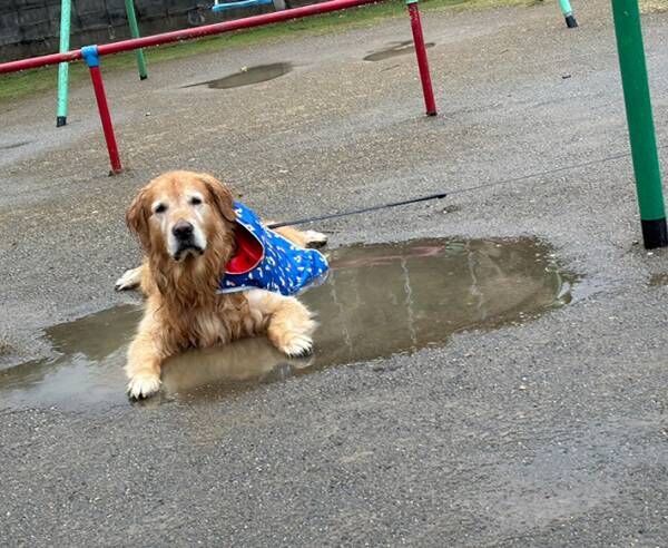 犬の写真